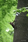 Eichhörnchen (Sciurus vulgaris)